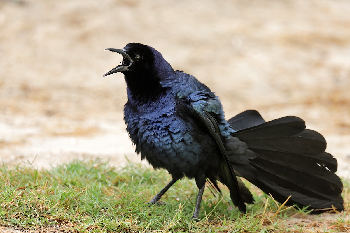 Great-tailed Grackle - ML617798367