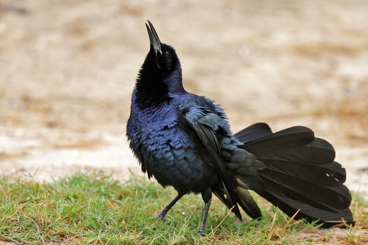 Great-tailed Grackle - ML617798369