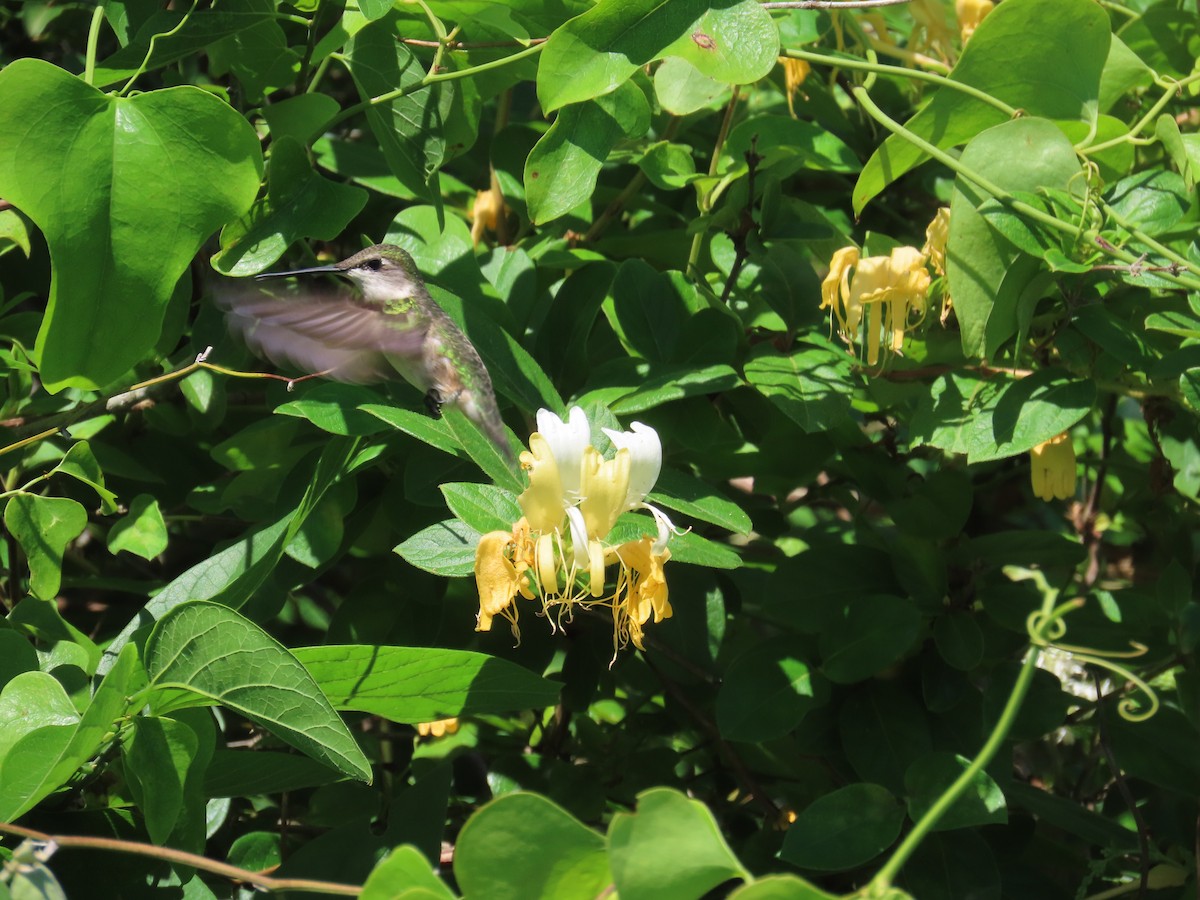 Ruby-throated Hummingbird - ML617798379