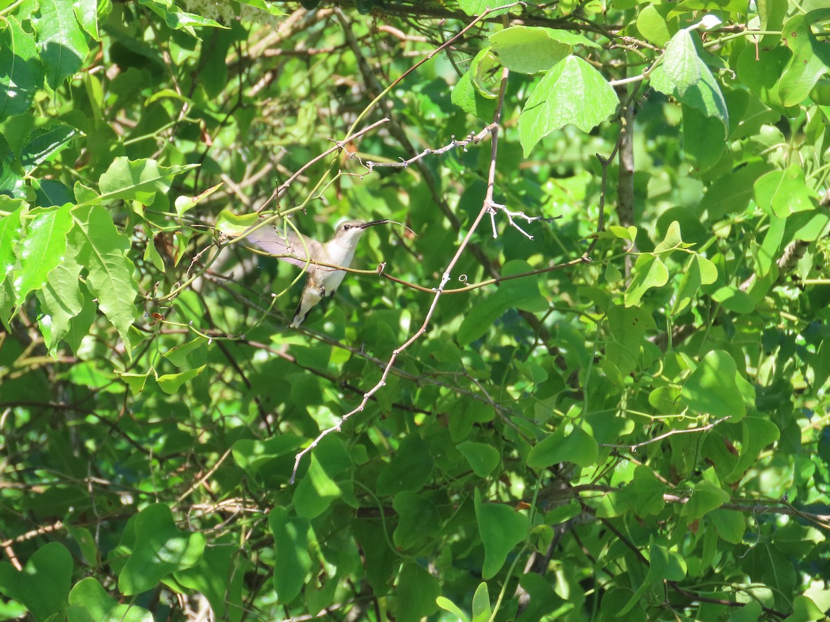Ruby-throated Hummingbird - ML617798382