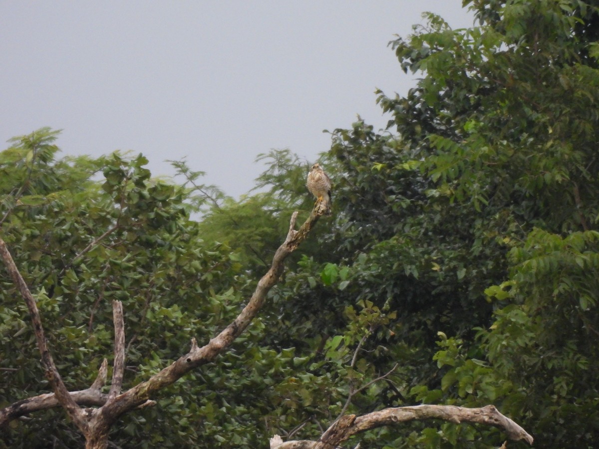 Roadside Hawk - ML617798451