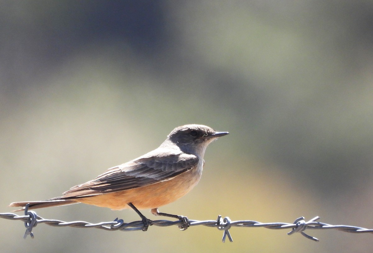 Say's Phoebe - ML617798475