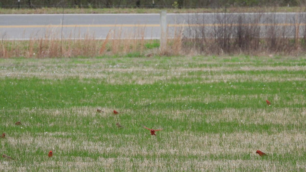 Cardinal rouge - ML617798502