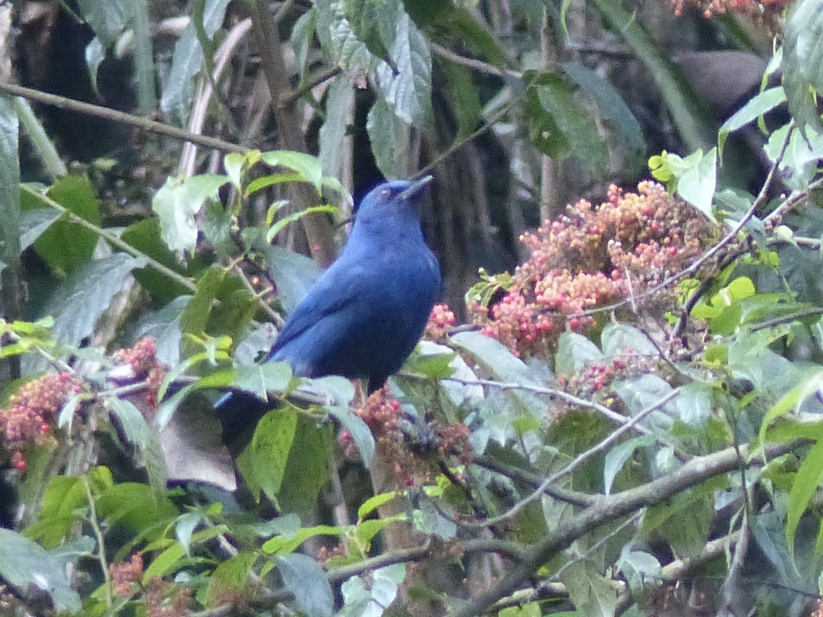 Unicolored Jay - Jenny Bowman