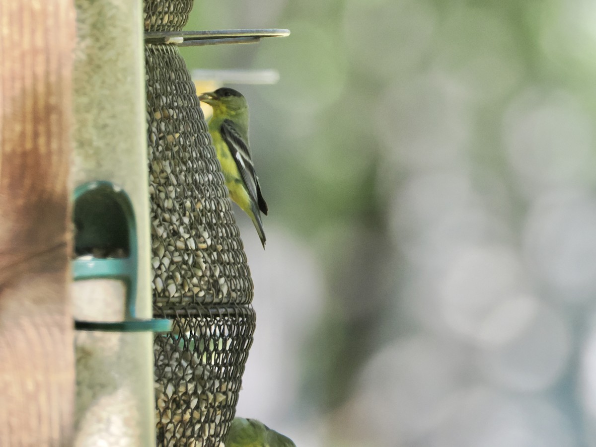 Lesser Goldfinch - Isa Dav