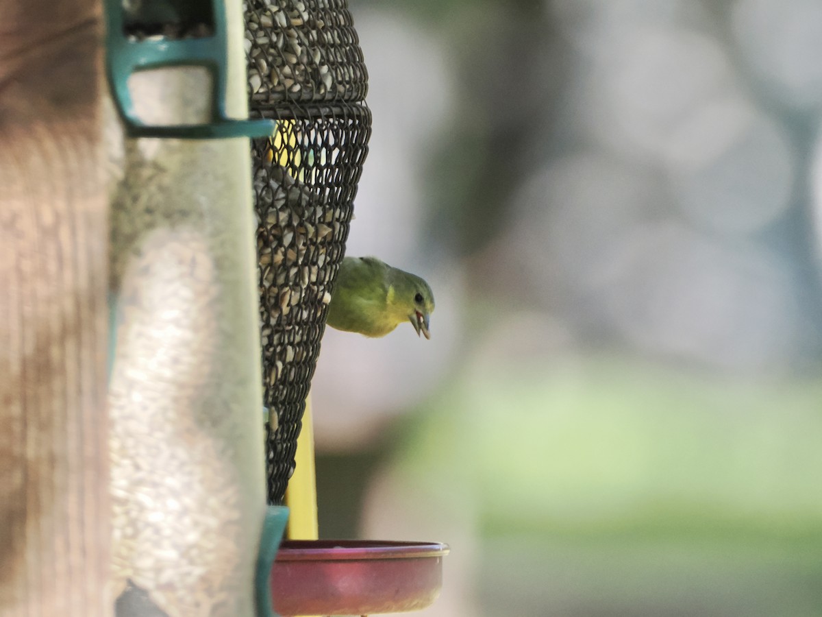 Lesser Goldfinch - ML617798526