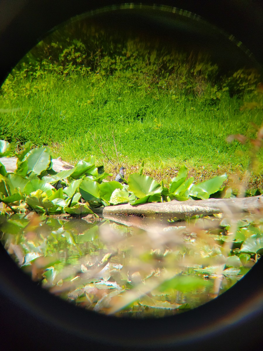 Green Heron - Emily Haworth