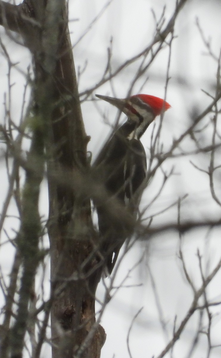 Pileated Woodpecker - William Galloway