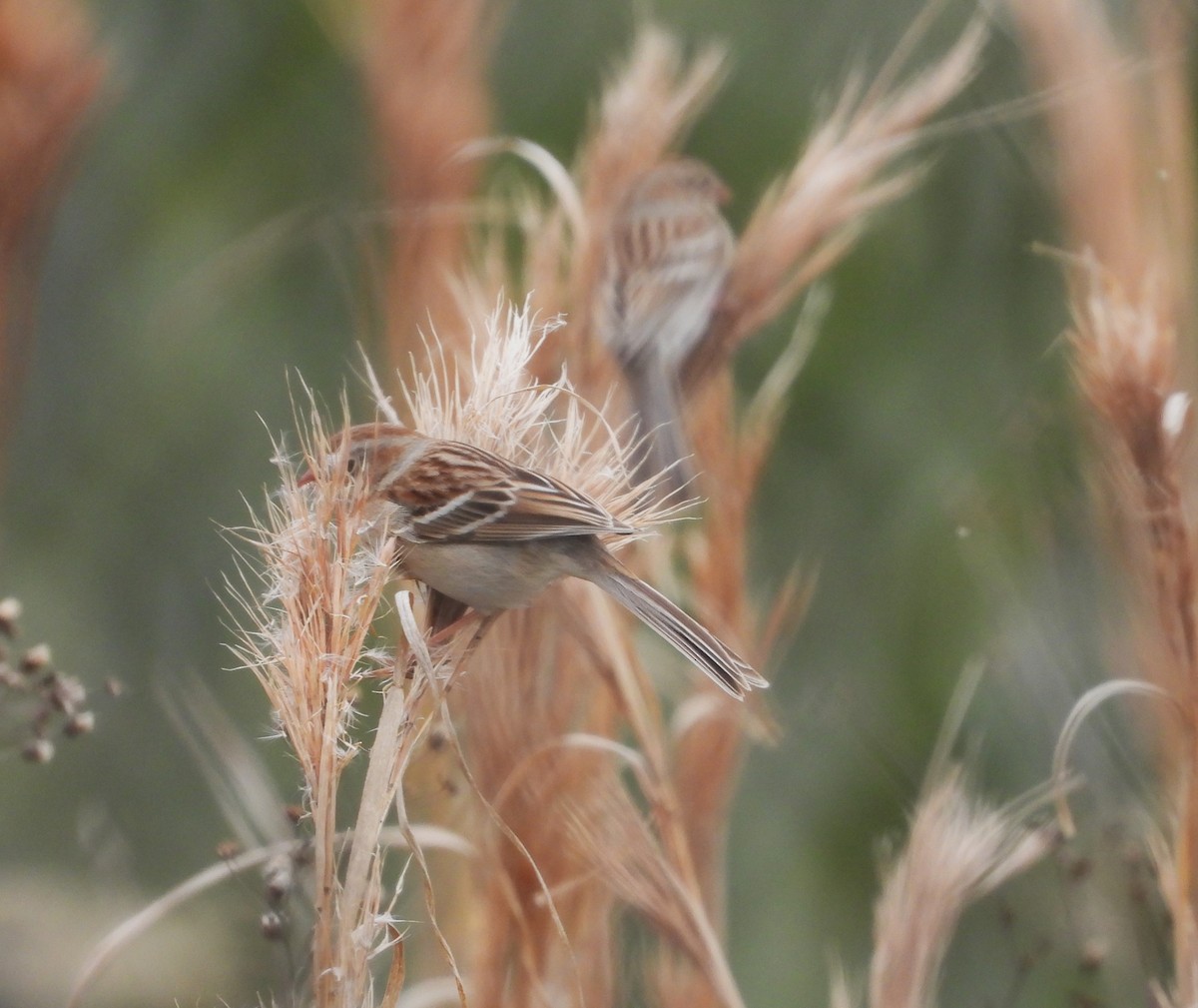 Field Sparrow - ML617798577