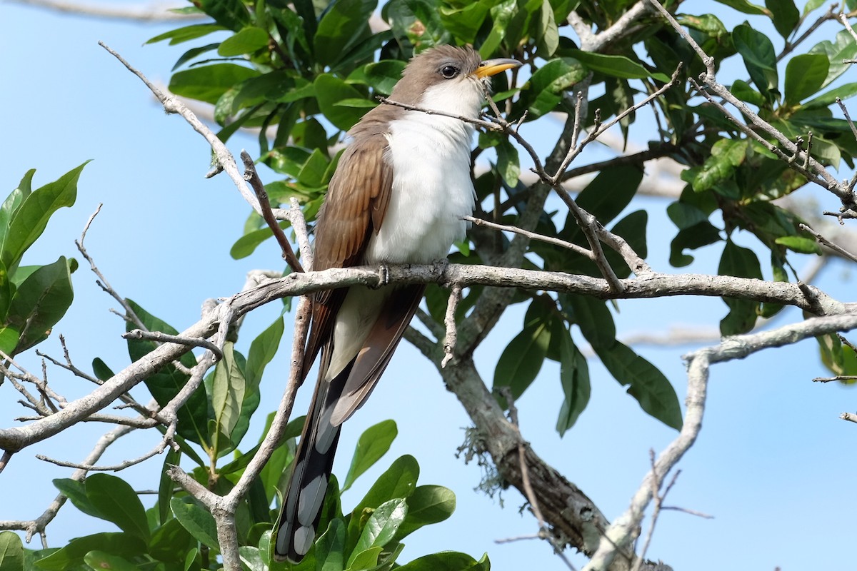 Yellow-billed Cuckoo - ML617798578