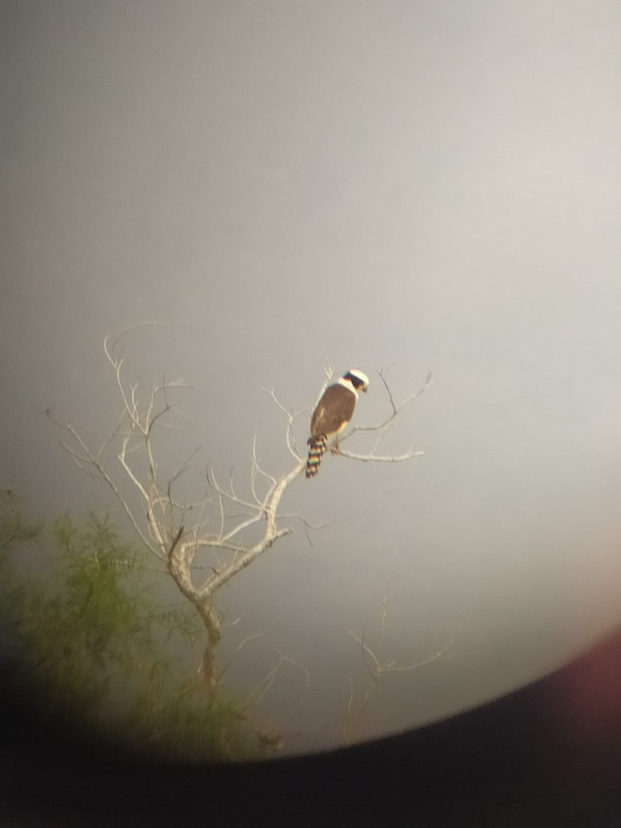 Laughing Falcon - Marilyn Castillo Muñoz (Kingfisher Birdwatching Nuevo León)