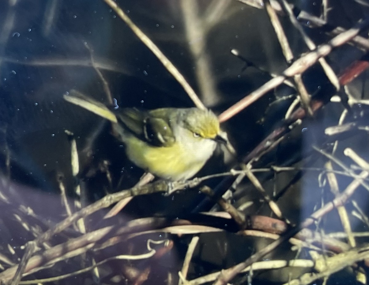 White-eyed Vireo - ML617798613