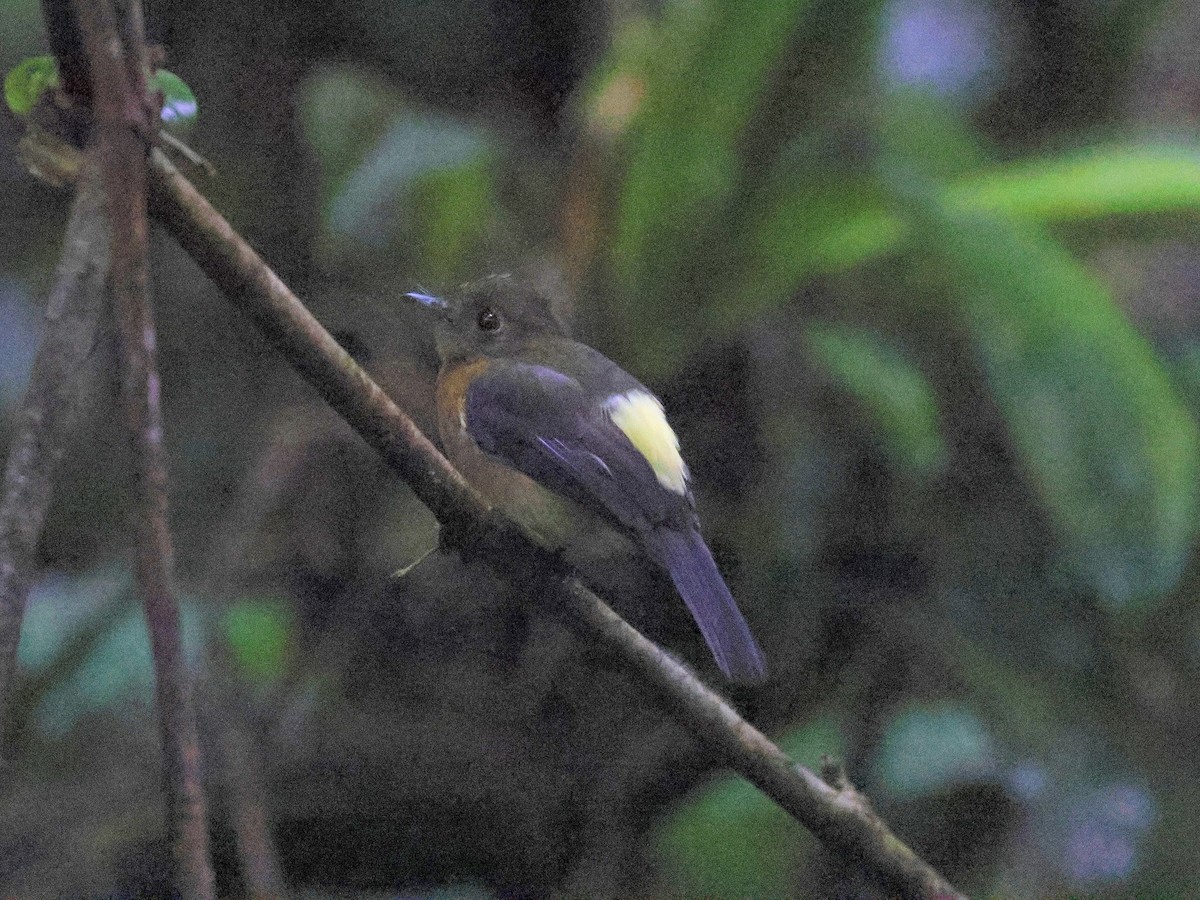 Sulphur-rumped Flycatcher - Geoff Butcher