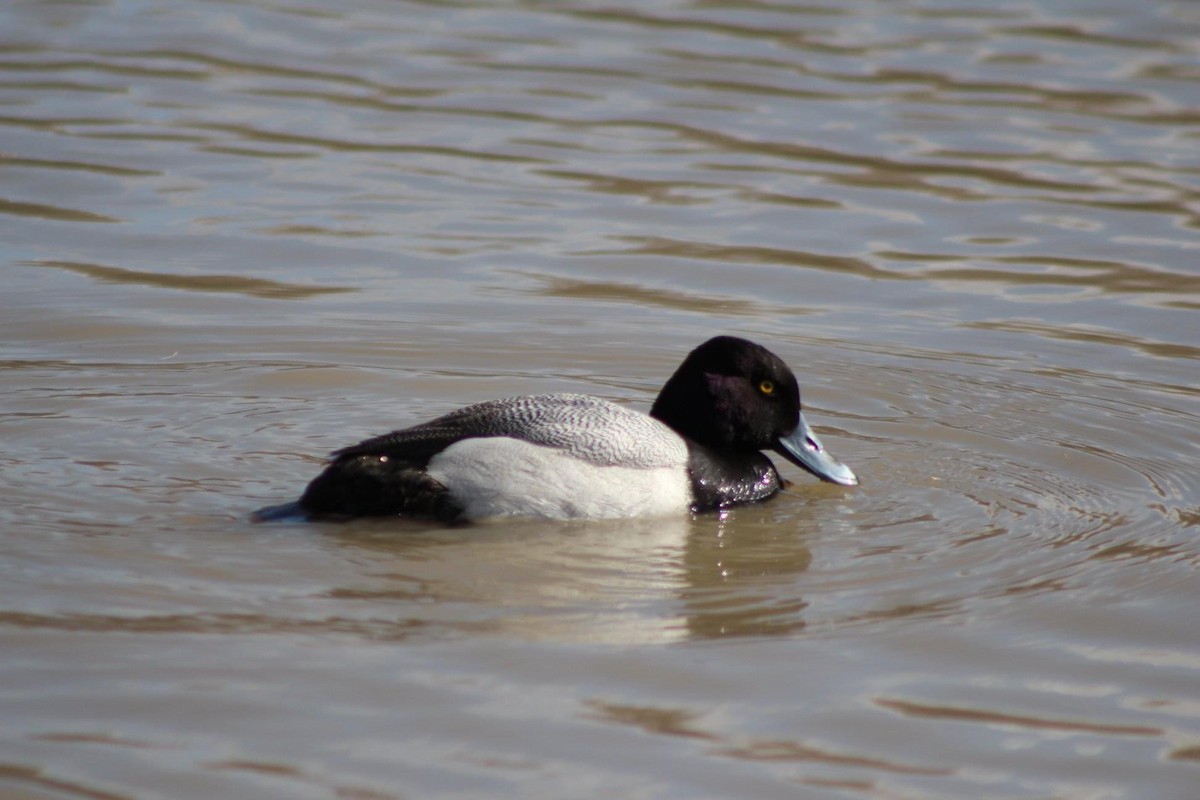 Lesser Scaup - ML617798648