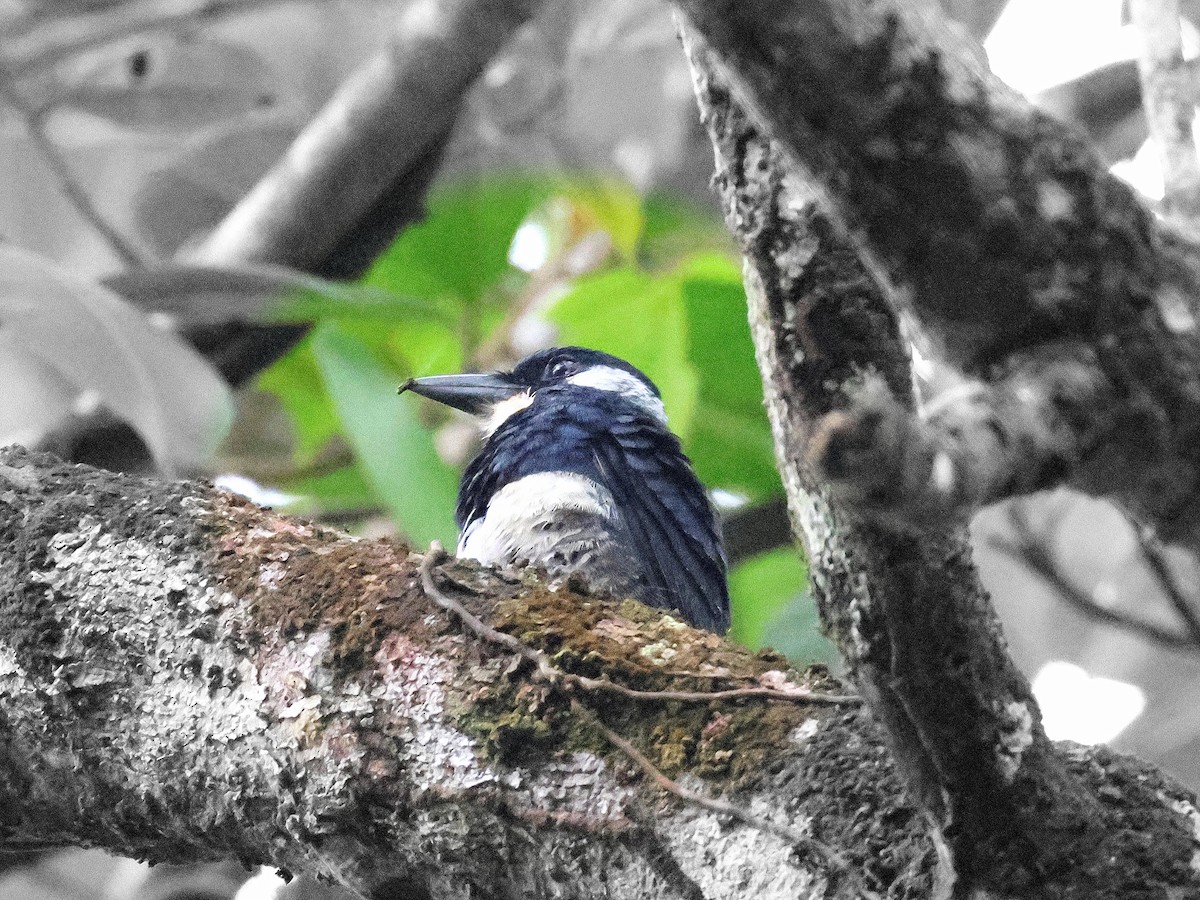 Black-breasted Puffbird - ML617798656