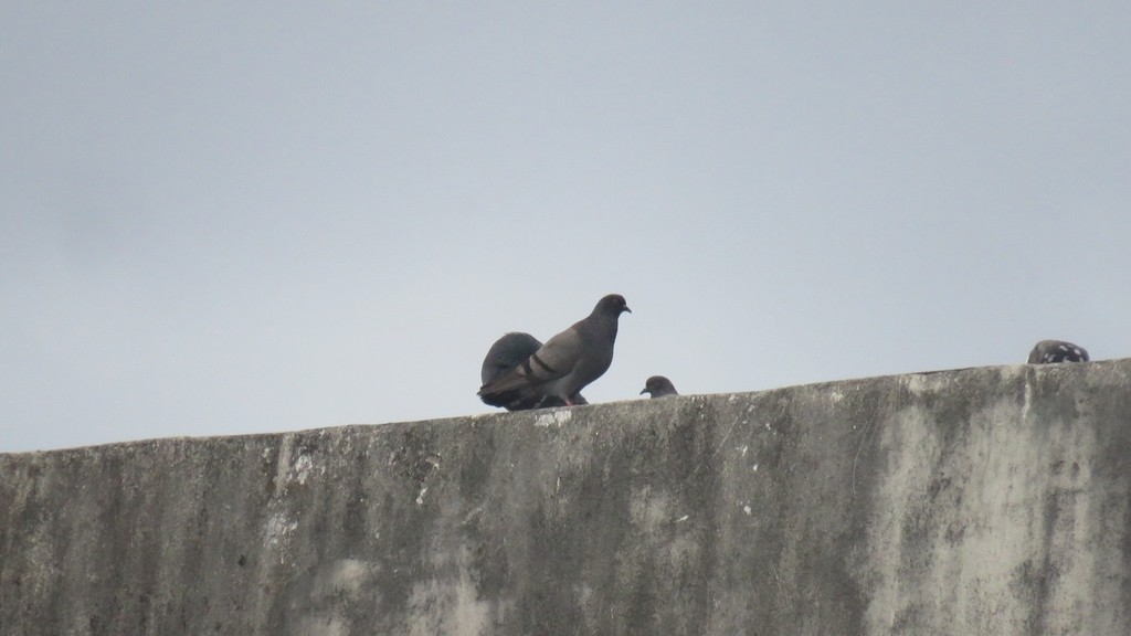Rock Pigeon (Feral Pigeon) - ML617798661