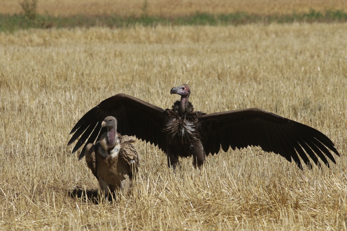 Sarkık Yanaklı Akbaba - ML617798663