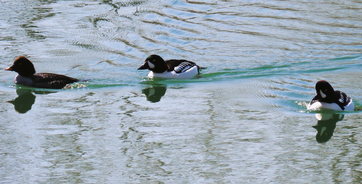 Barrow's Goldeneye - ML617798685