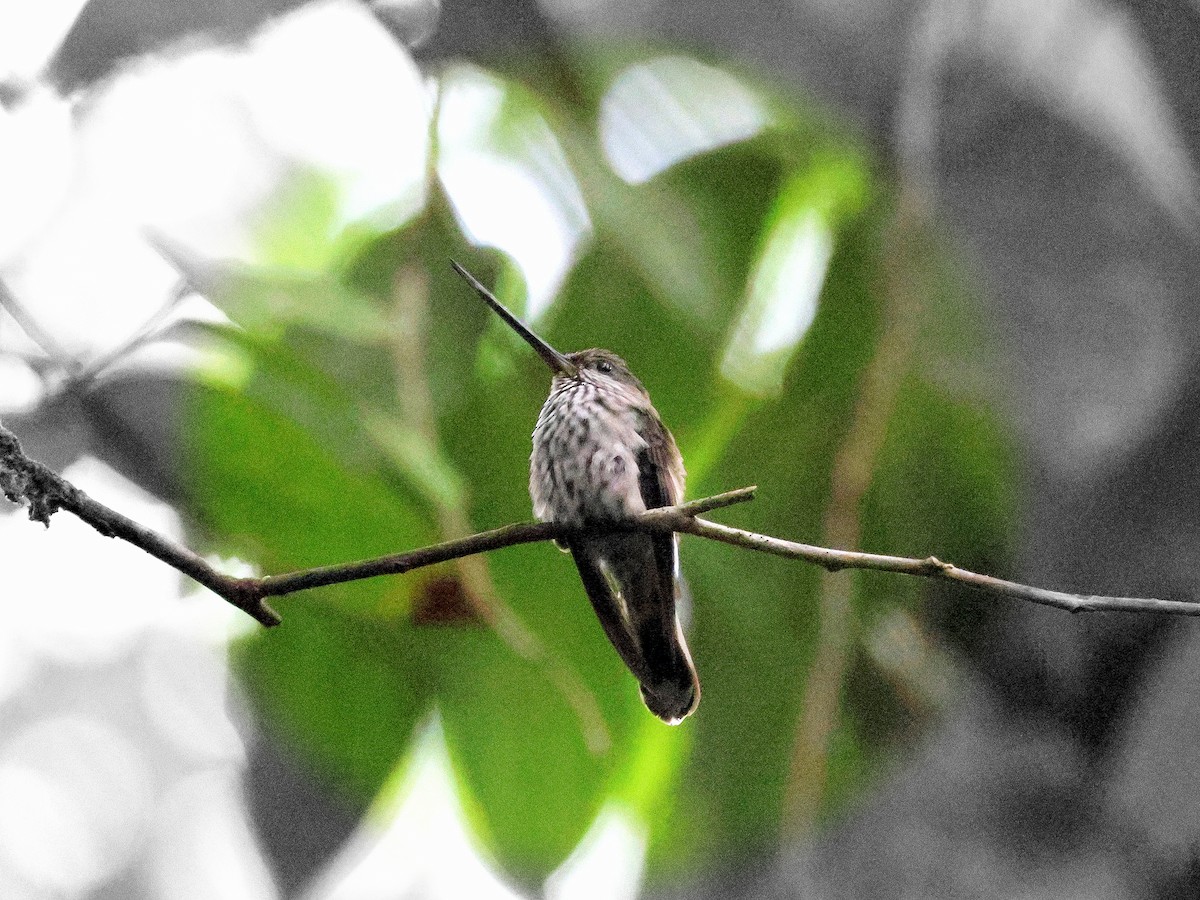 Colibrí Piquidentado - ML617798727