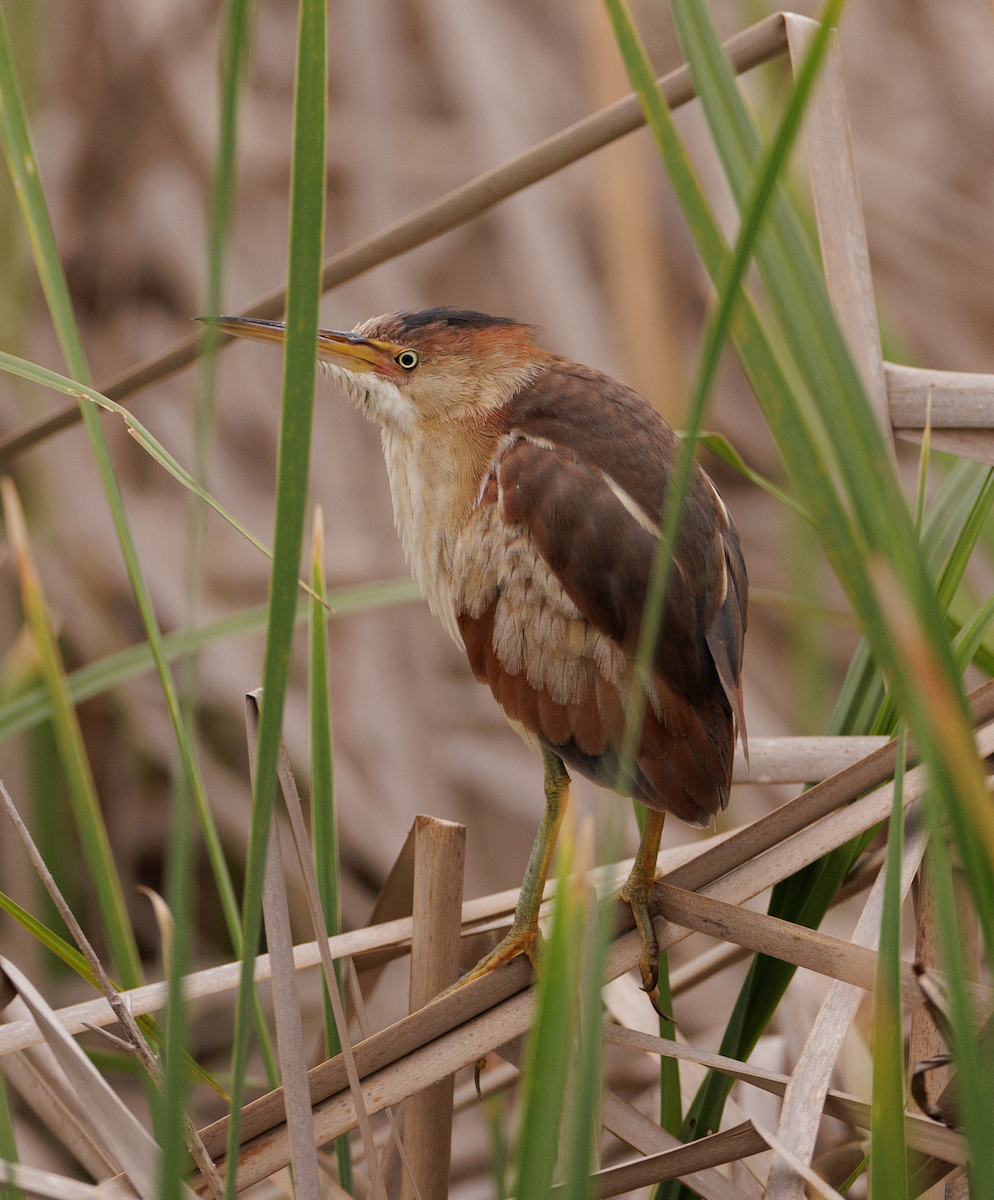 Least Bittern - Ian McDonald