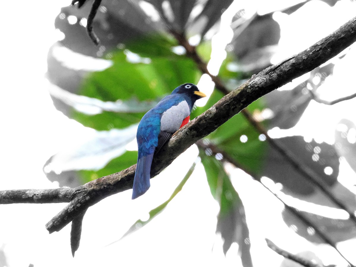 Lacivert Kuyruklu Trogon - ML617798774