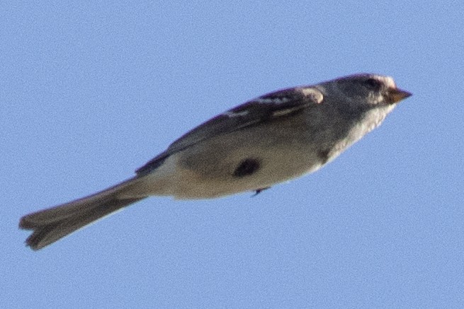 American Tree Sparrow - ML617798800