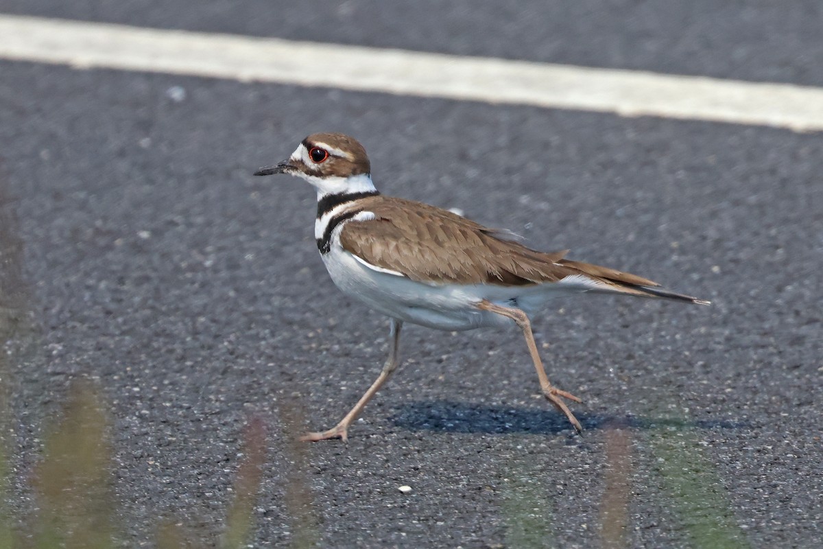 Killdeer - ML617798804