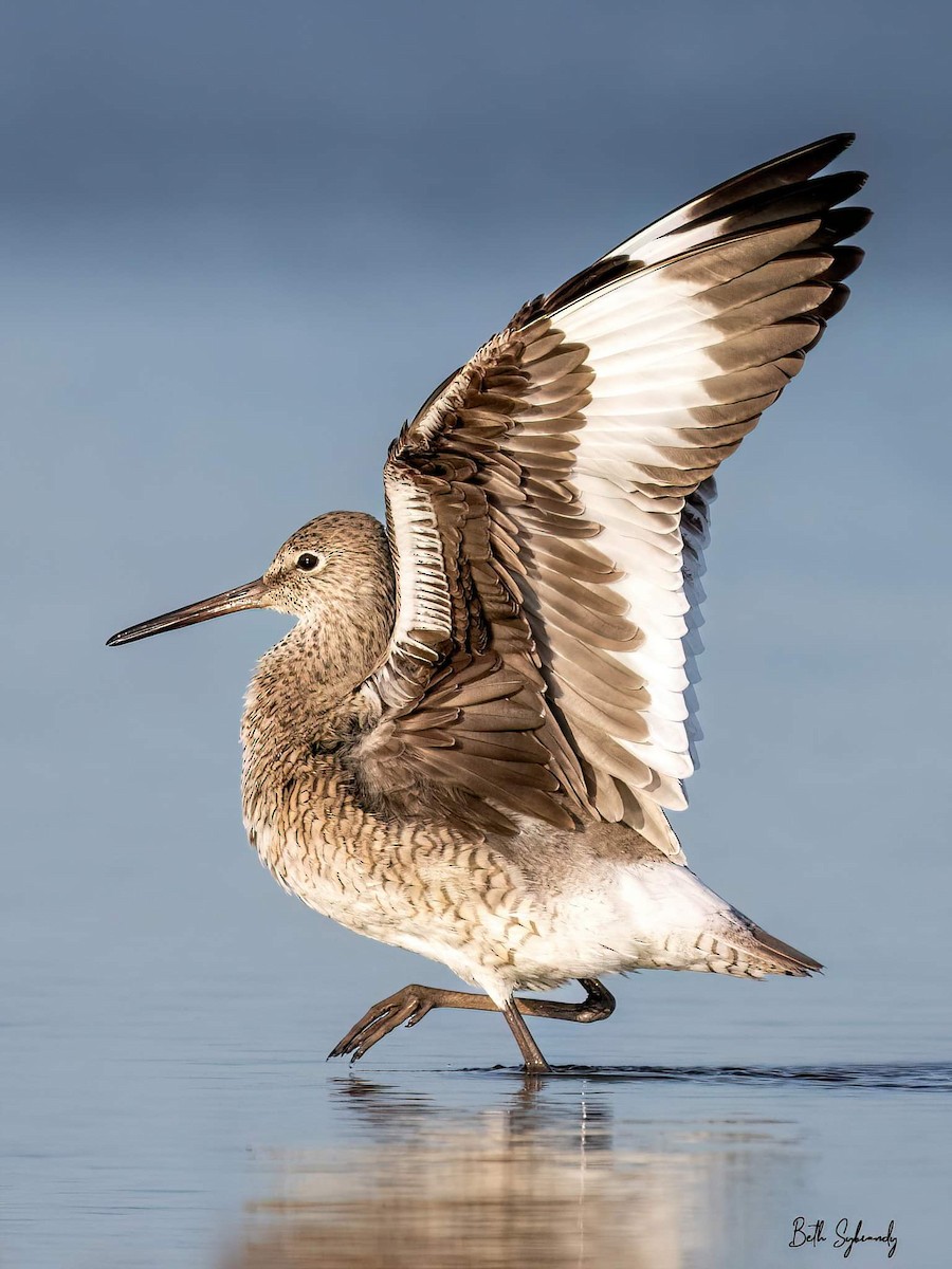 ハジロオオシギ - ML617798830