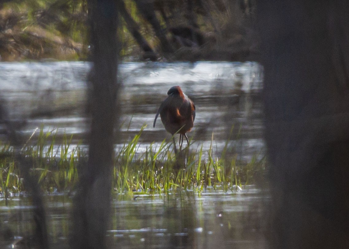 Glossy Ibis - Josiah Vandenberg