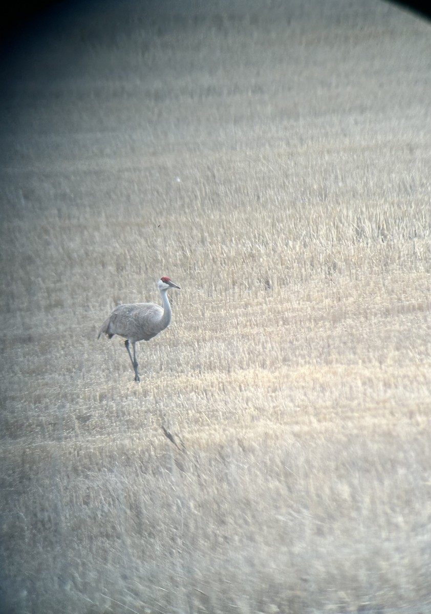 Sandhill Crane - ML617798907