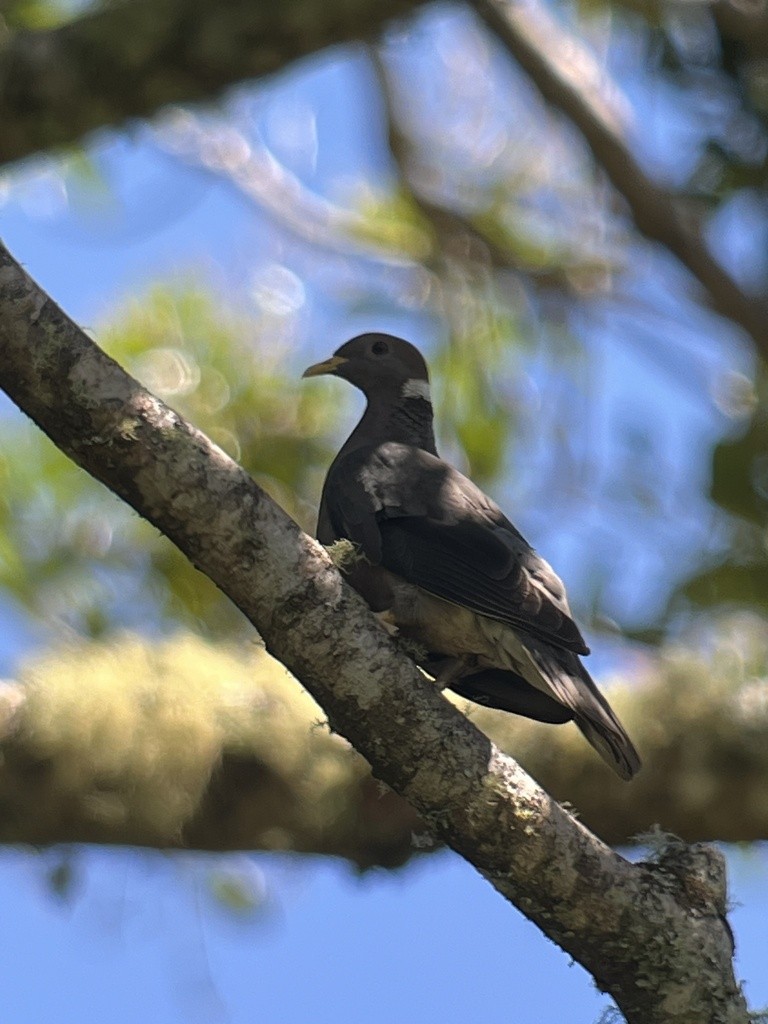 Pigeon à queue barrée (groupe albilinea) - ML617798922