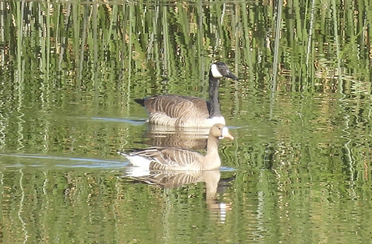 Greater White-fronted Goose - Erica Kawata