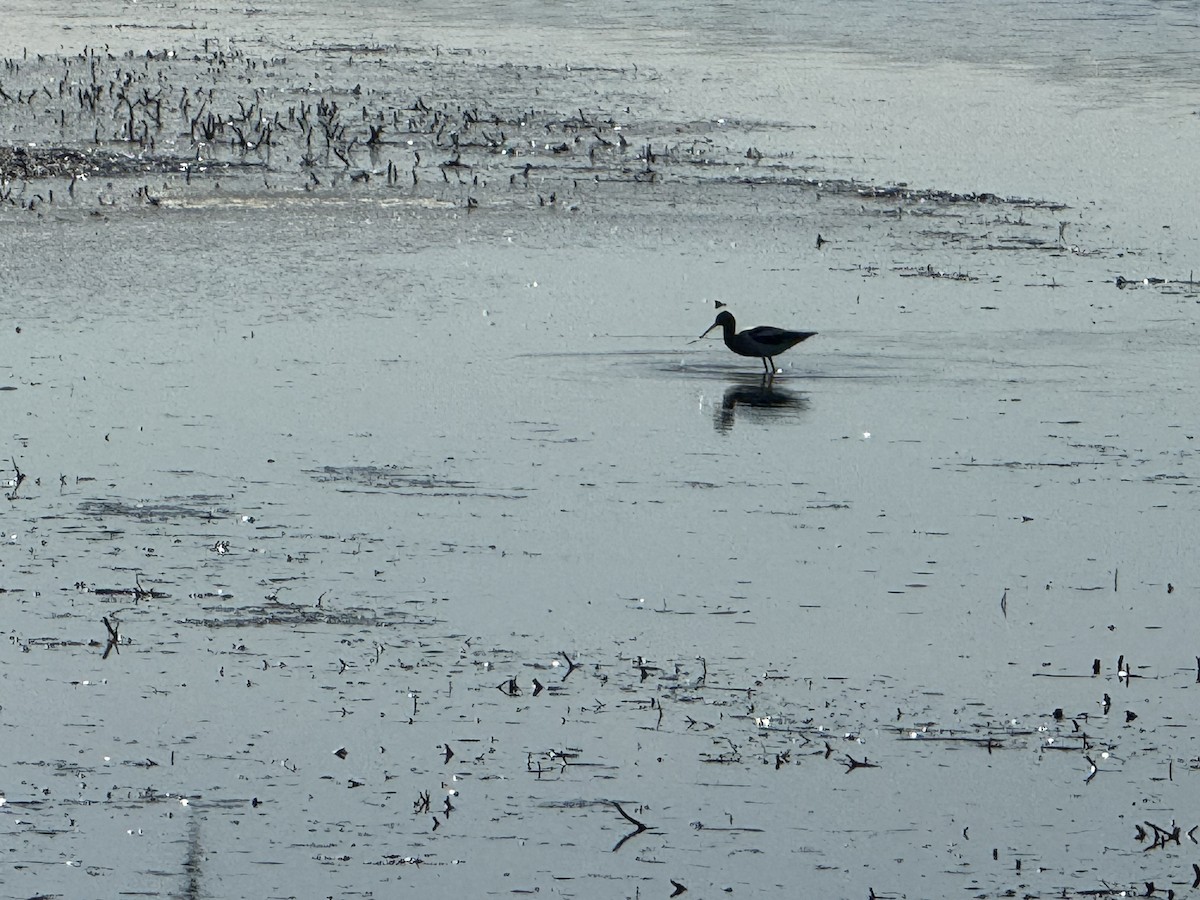 Avoceta Americana - ML617798954