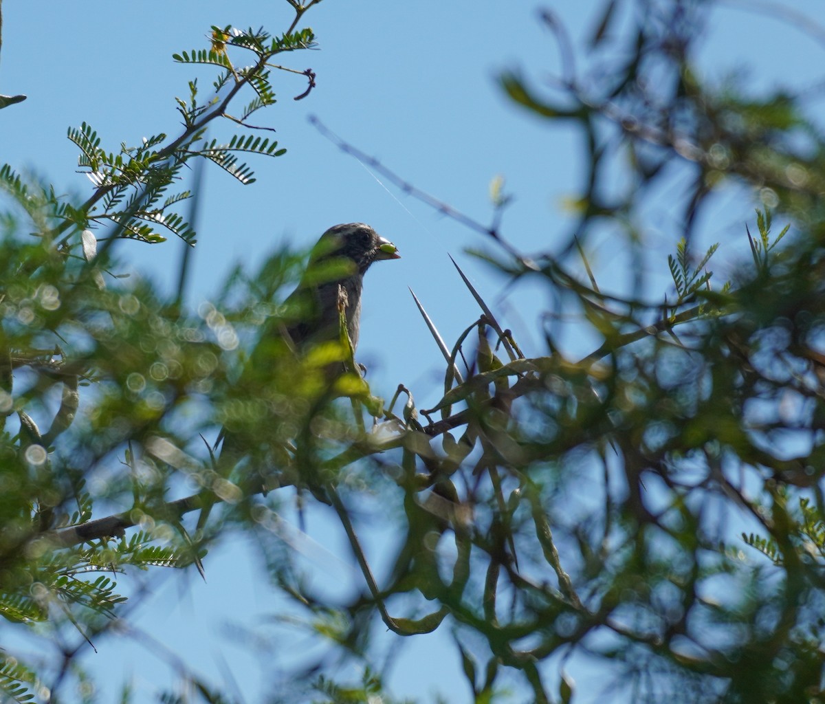 Streaky-headed Seedeater - Sarah Foote