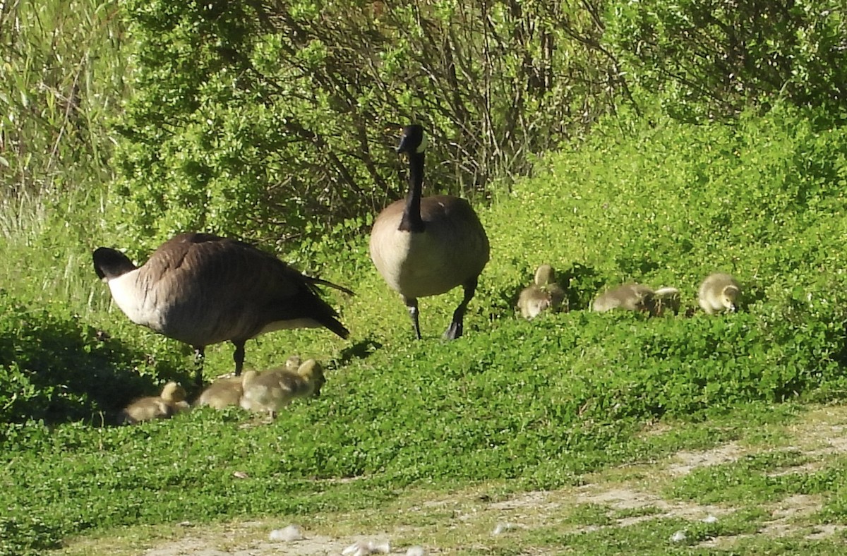 Canada Goose - Erica Kawata