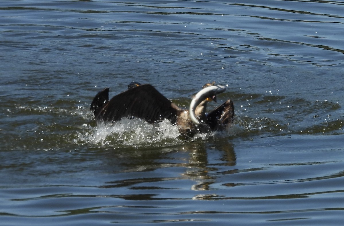 Double-crested Cormorant - Erica Kawata