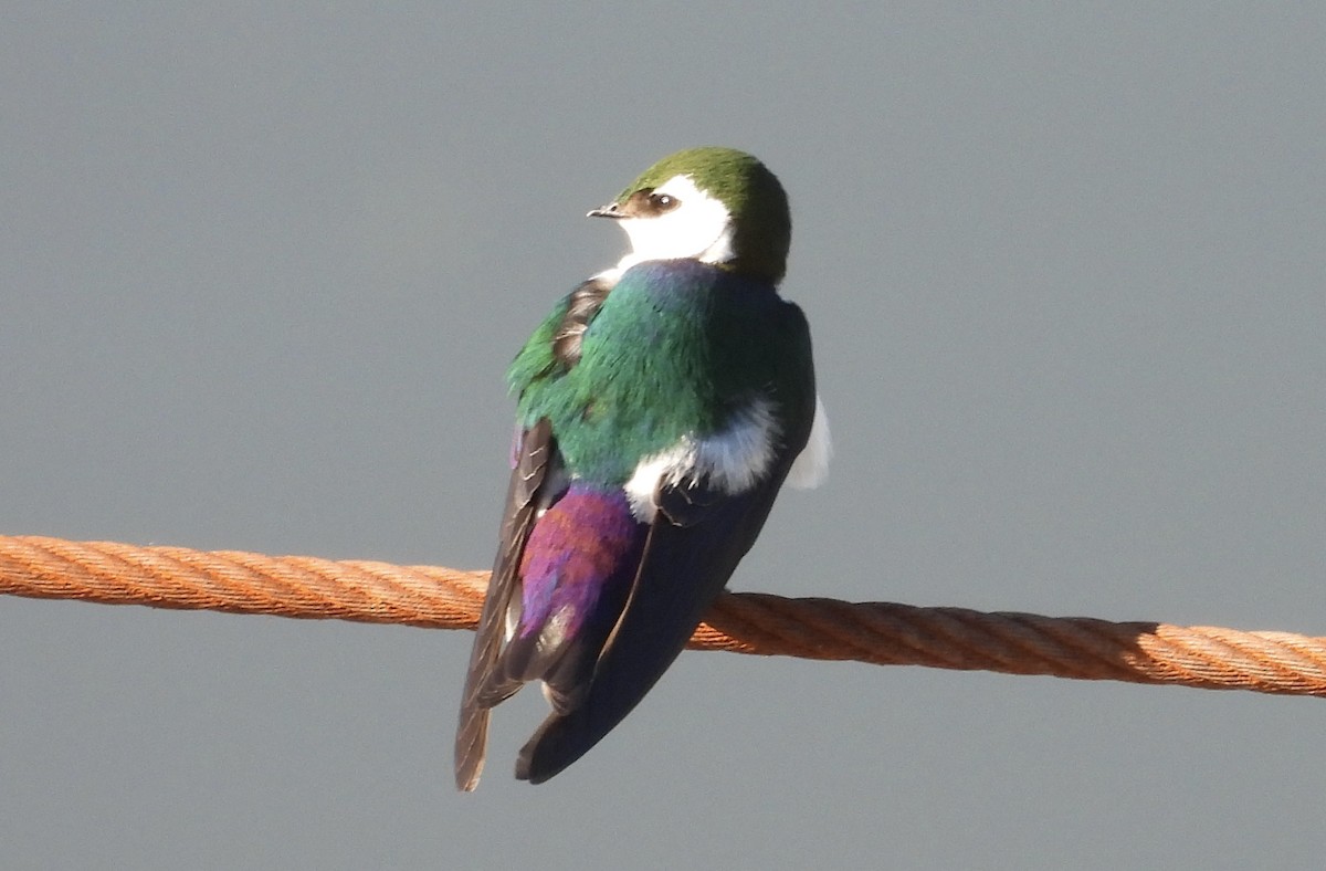 Violet-green Swallow - Erica Kawata