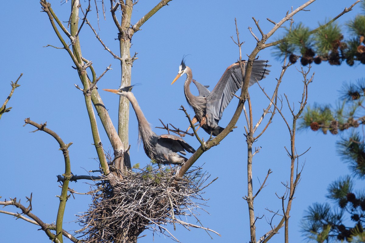 Great Blue Heron - Harris Stein