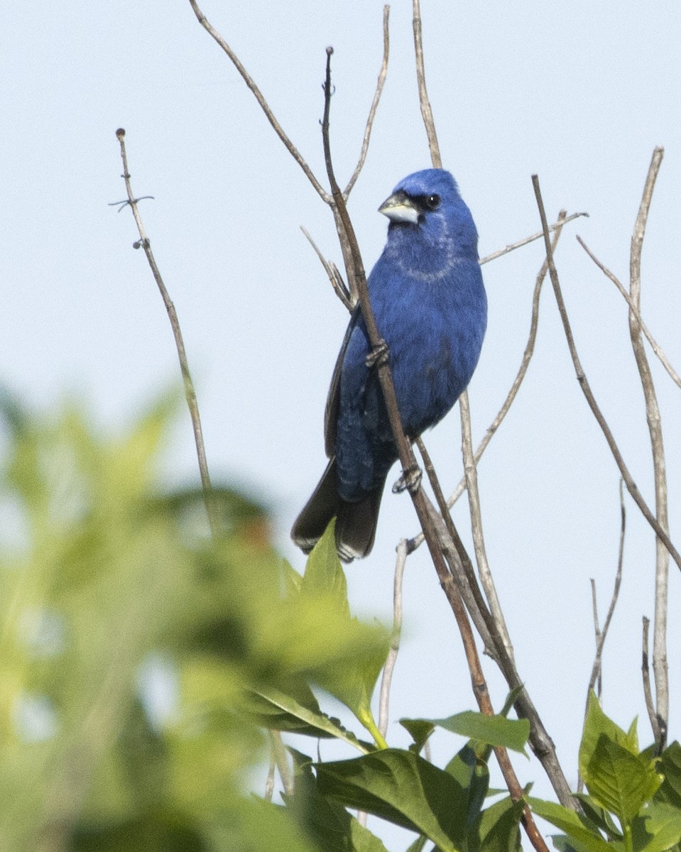 Guiraca bleu - ML617799199