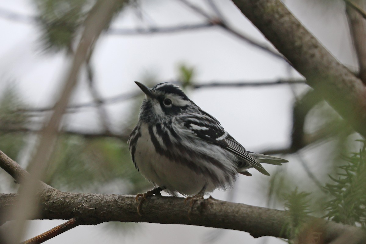 Black-and-white Warbler - Corey Finger