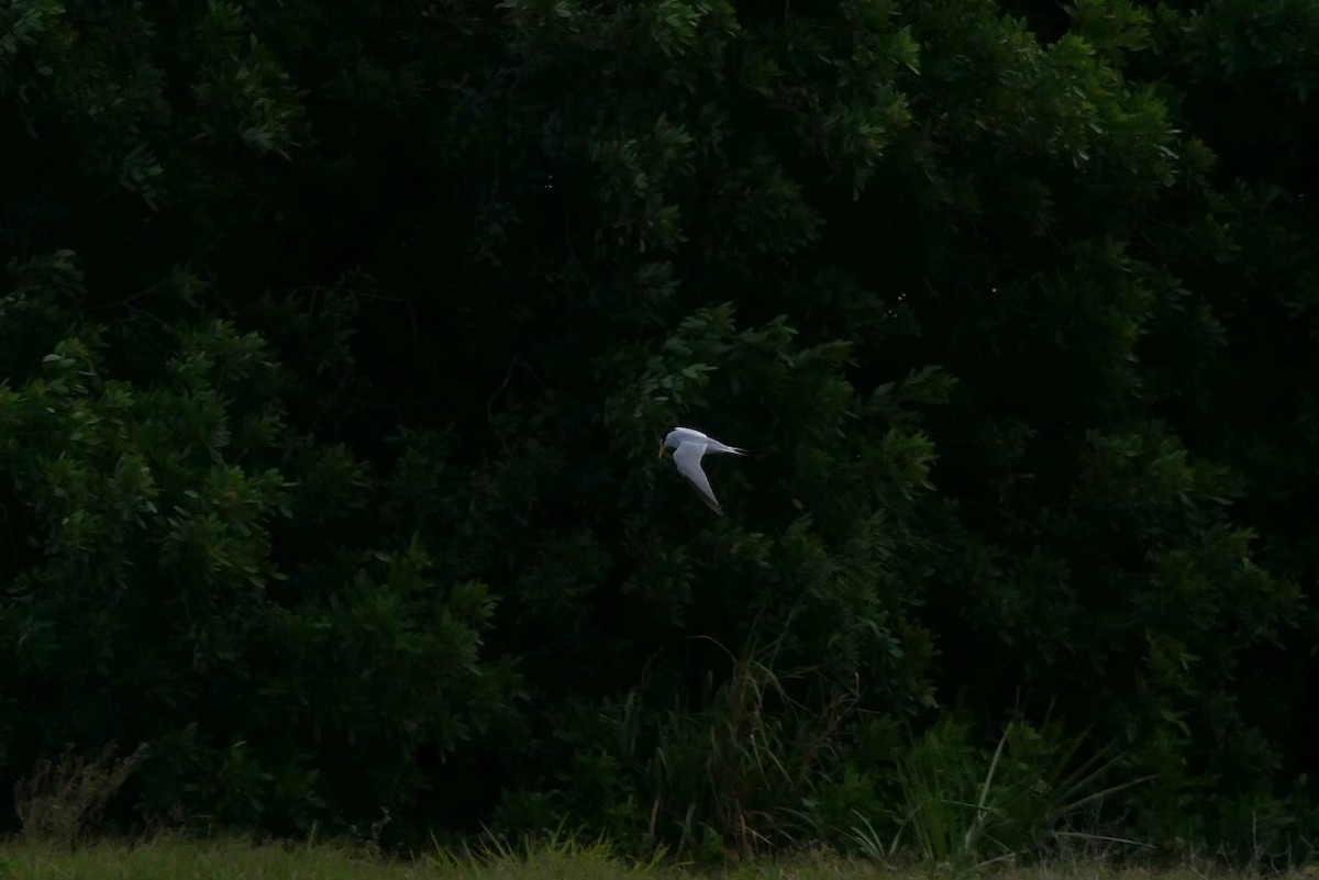 Least Tern - Jake Streets