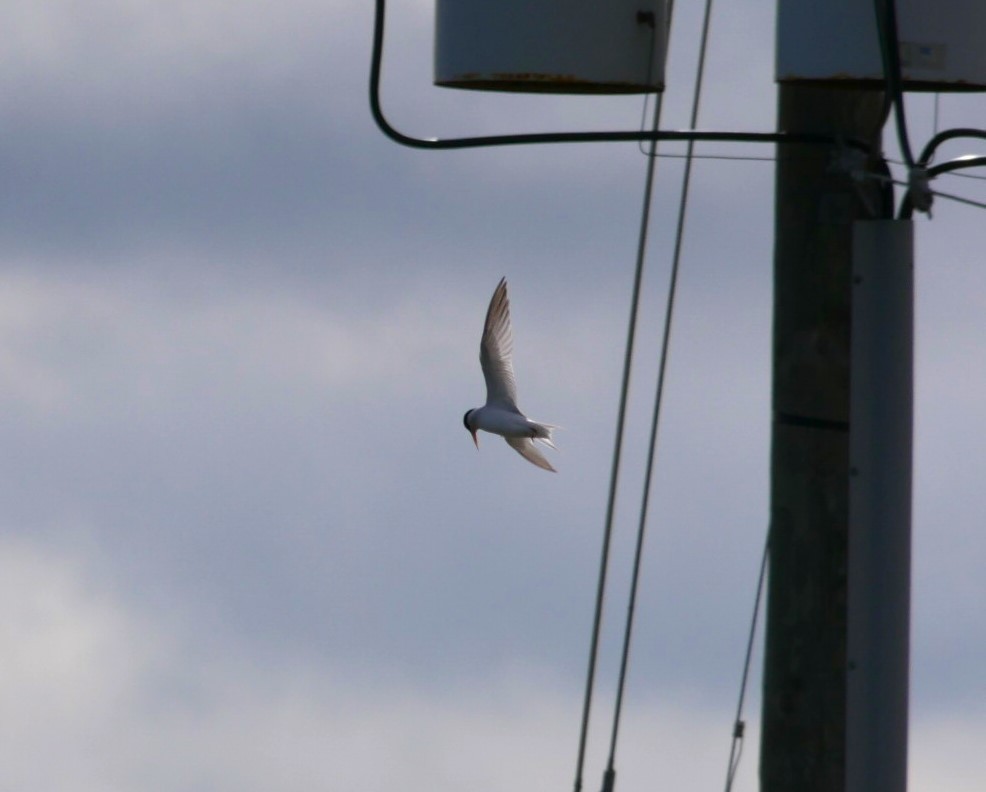 Least Tern - Jake Streets