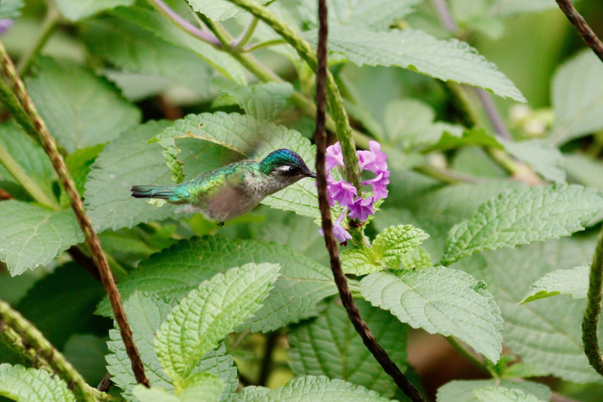Violet-headed Hummingbird - ML617799342