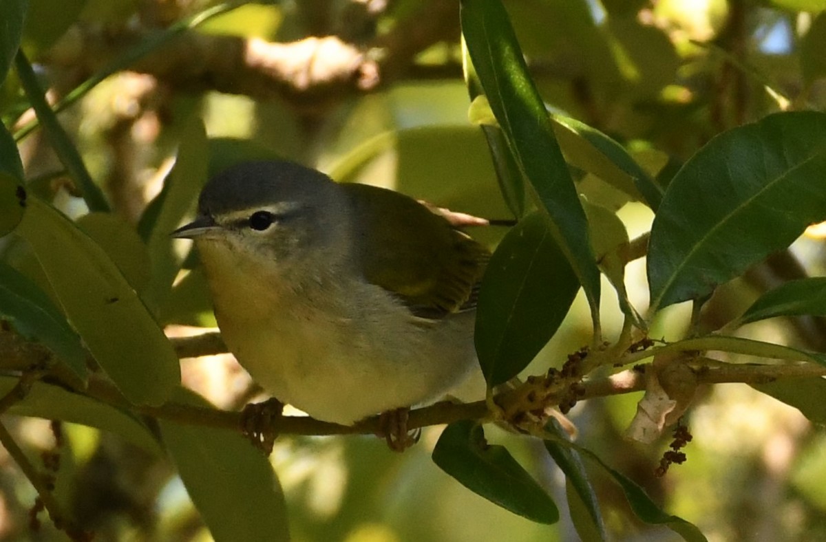 Tennessee Warbler - ML617799407