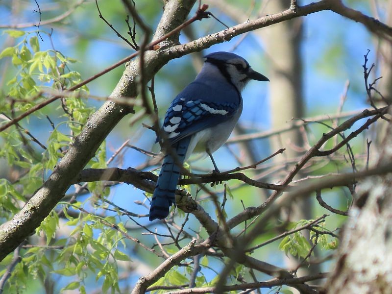 Blue Jay - ML617799412