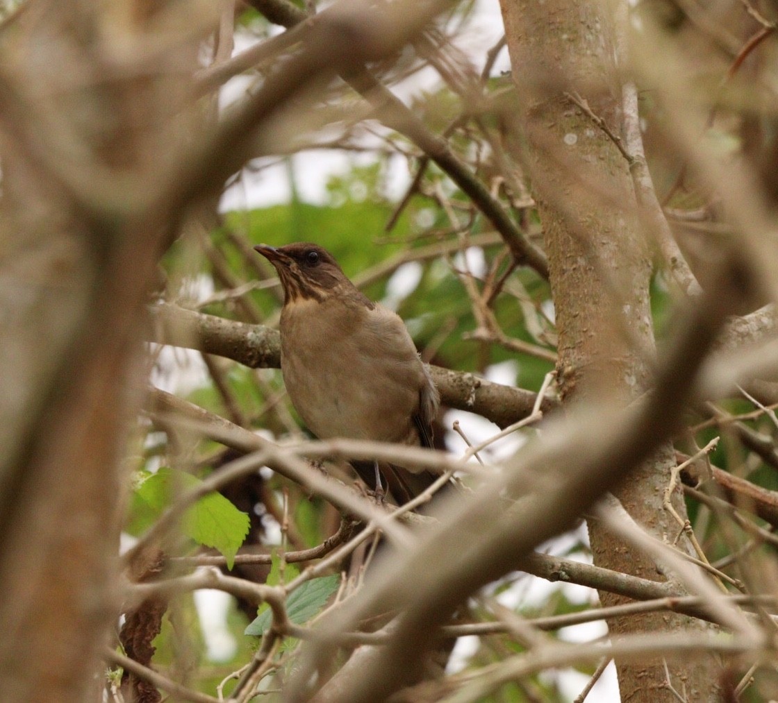 Creamy-bellied Thrush - Rubélio Souza