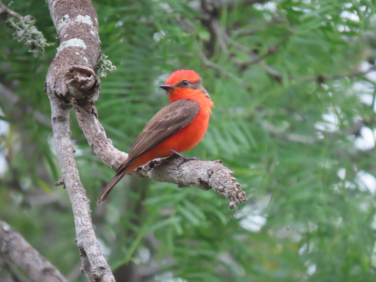 Vermilion Flycatcher - ML617799505