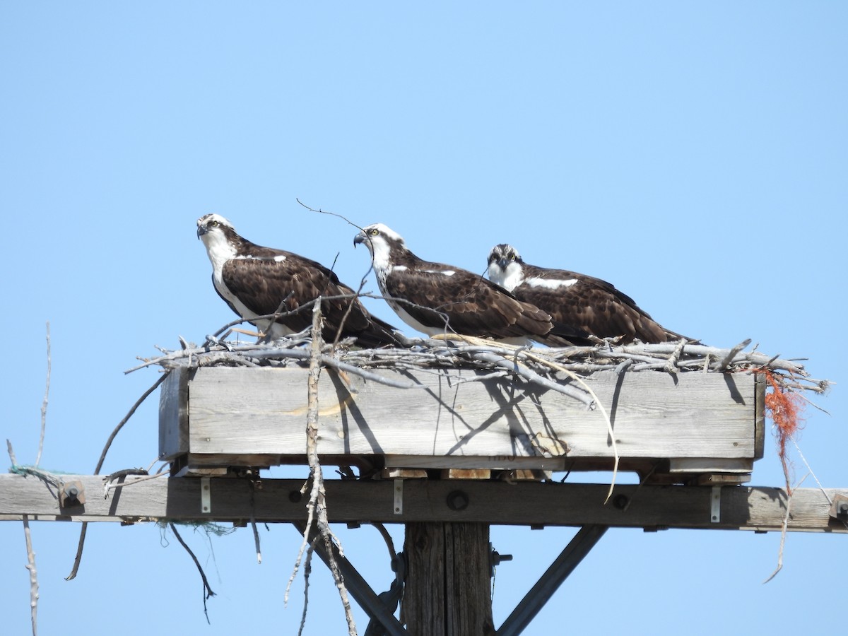 Osprey - Mike Evans