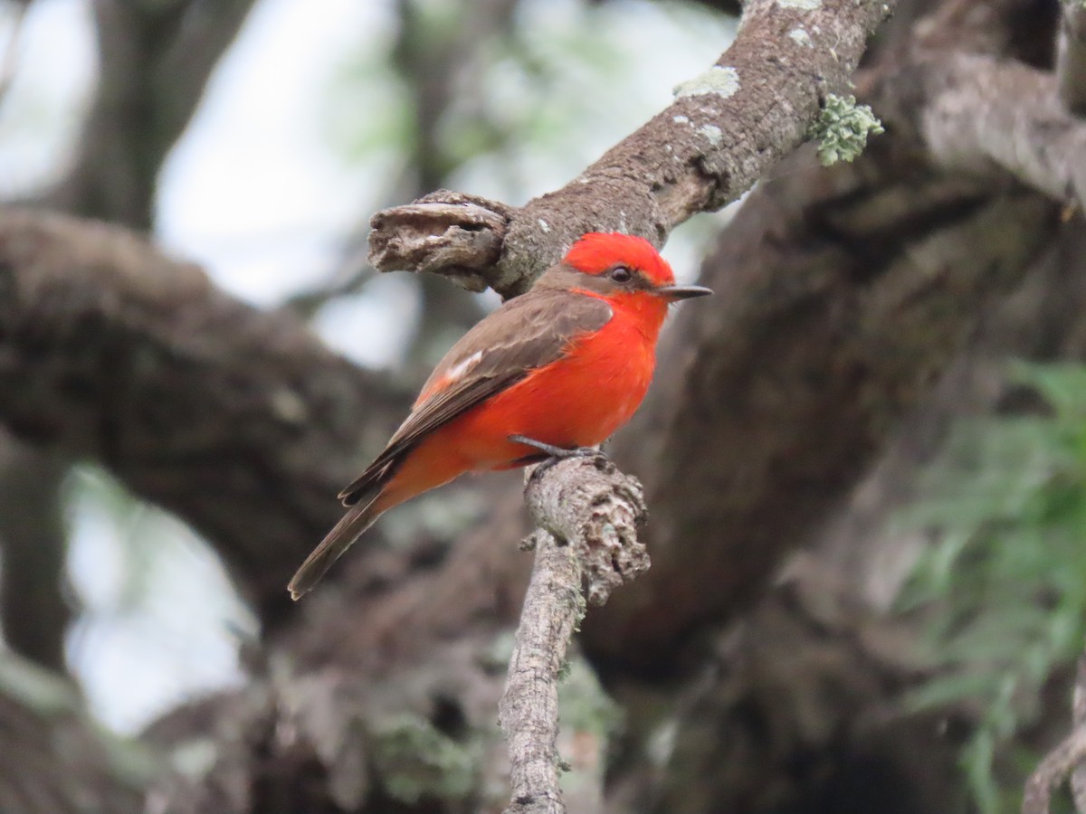 Vermilion Flycatcher - ML617799508