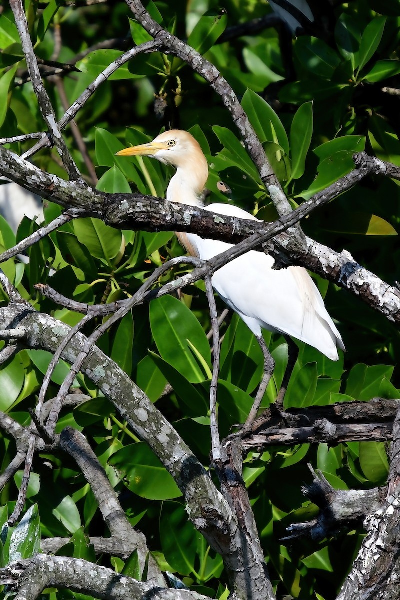 Eastern Cattle Egret - ML617799513